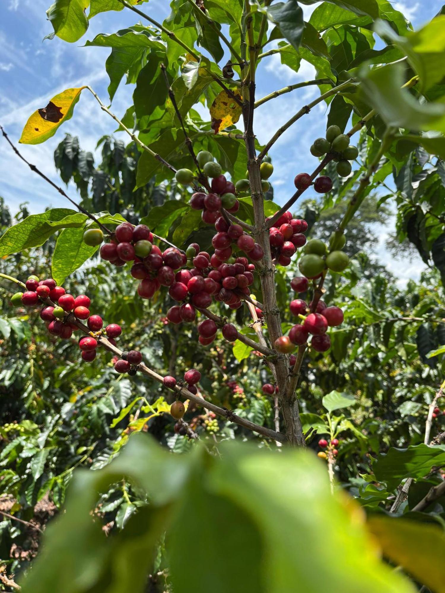 Hacienda Bambusa El Caimo Екстериор снимка