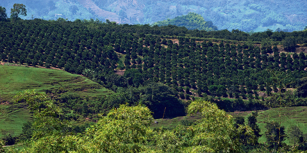Hacienda Bambusa El Caimo Екстериор снимка